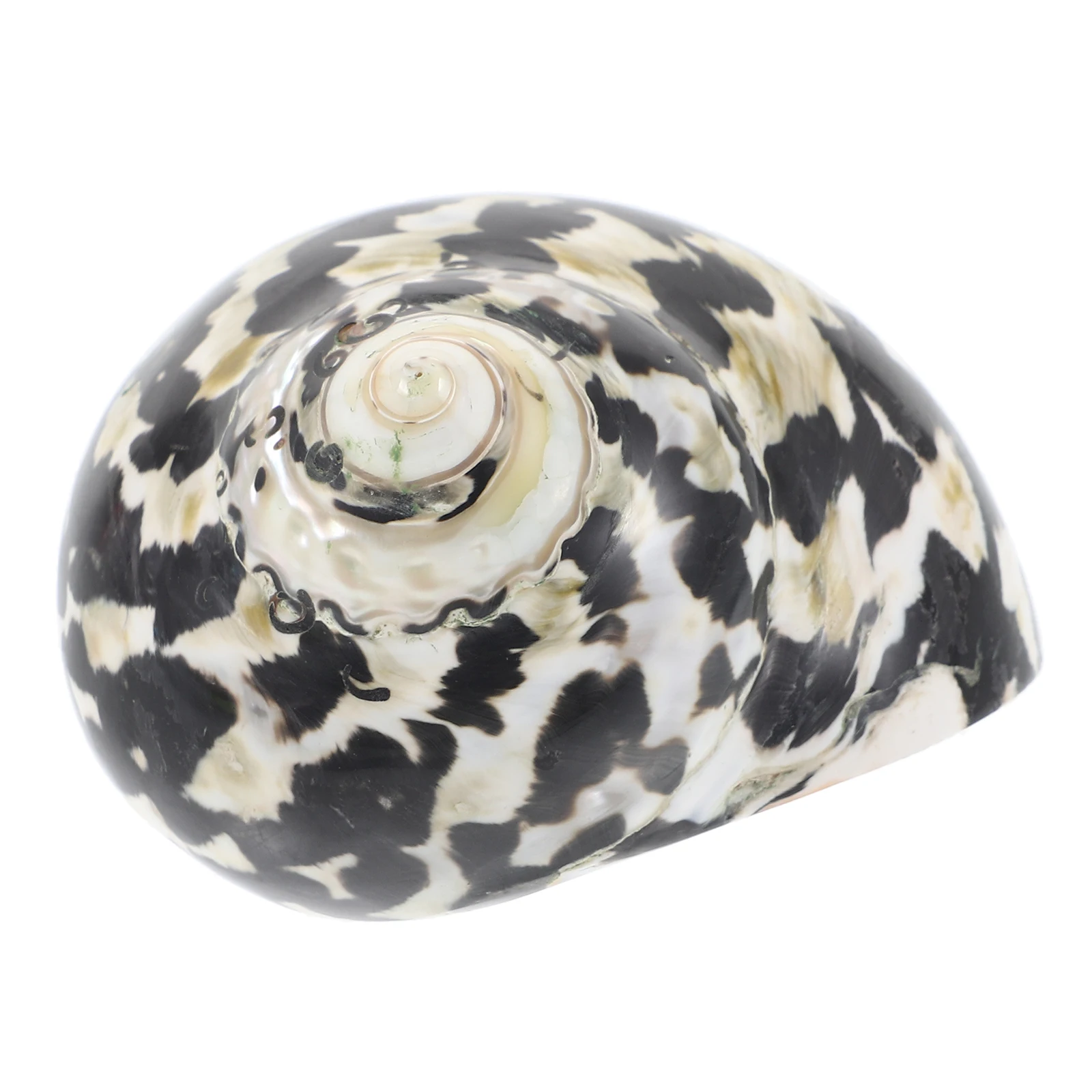 1pcs Conch Decorations Unique Aquarium Shells Durable Fish Tank Craft Decorative Adornments Landscape Artisan Pet Supplies
1pcs Conch Decorations Unique Aquarium Shells Durable Fish Tank Craft Decorative Adornments Landscape Artisan Pet Supplies