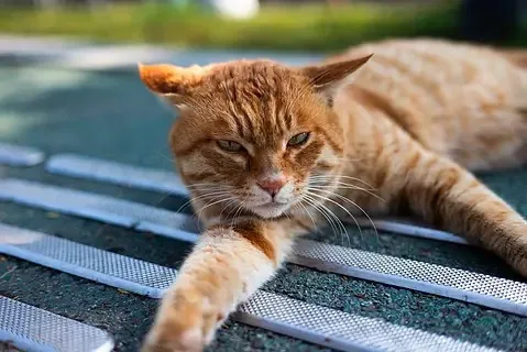 Metal Side Step Pedal for 1/10 RC Crawler Car REDCAT GEN8 Scout II Upgrade Parts
Metal Side Step Pedal for 1/10 RC Crawler Car REDCAT GEN8 Scout II Upgrade Parts