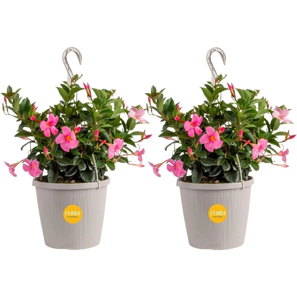 Elegant Hanging Basket Live Plant, 20-Inch, 1.5 Gallon, 2-Pack Outdoor Decor
Elegant Hanging Basket Live Plant, 20-Inch, 1.5 Gallon, 2-Pack Outdoor Decor