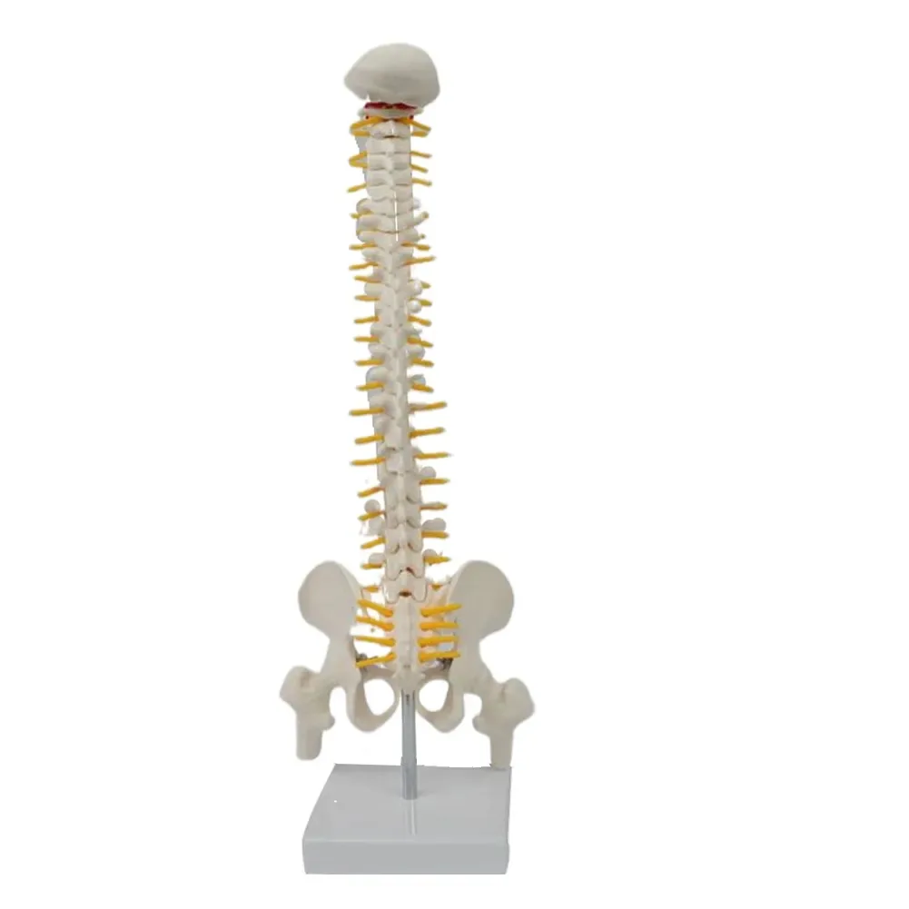 Medium-sized Spine Belt Pelvic Leg Bone Model Vertical Human Spine Teaching Model Pelvic Bone Leg Bone
Medium-sized Spine Belt Pelvic Leg Bone Model Vertical Human Spine Teaching Model Pelvic Bone Leg Bone
