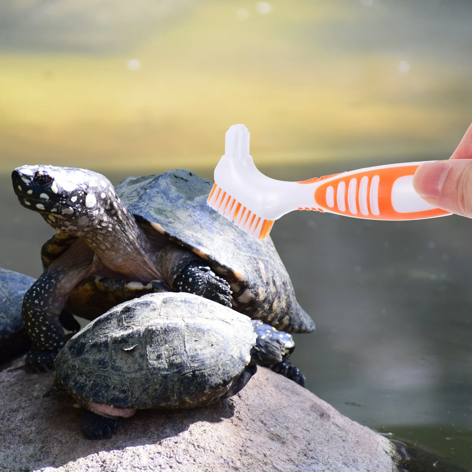 Turtle Shell Cleaning Brush Double-Sided Mini Portable For Aquatic Tortoise Mud Dirt Remover Household Small Cleaning Tool
Turtle Shell Cleaning Brush Double-Sided Mini Portable For Aquatic Tortoise Mud Dirt Remover Household Small Cleaning Tool