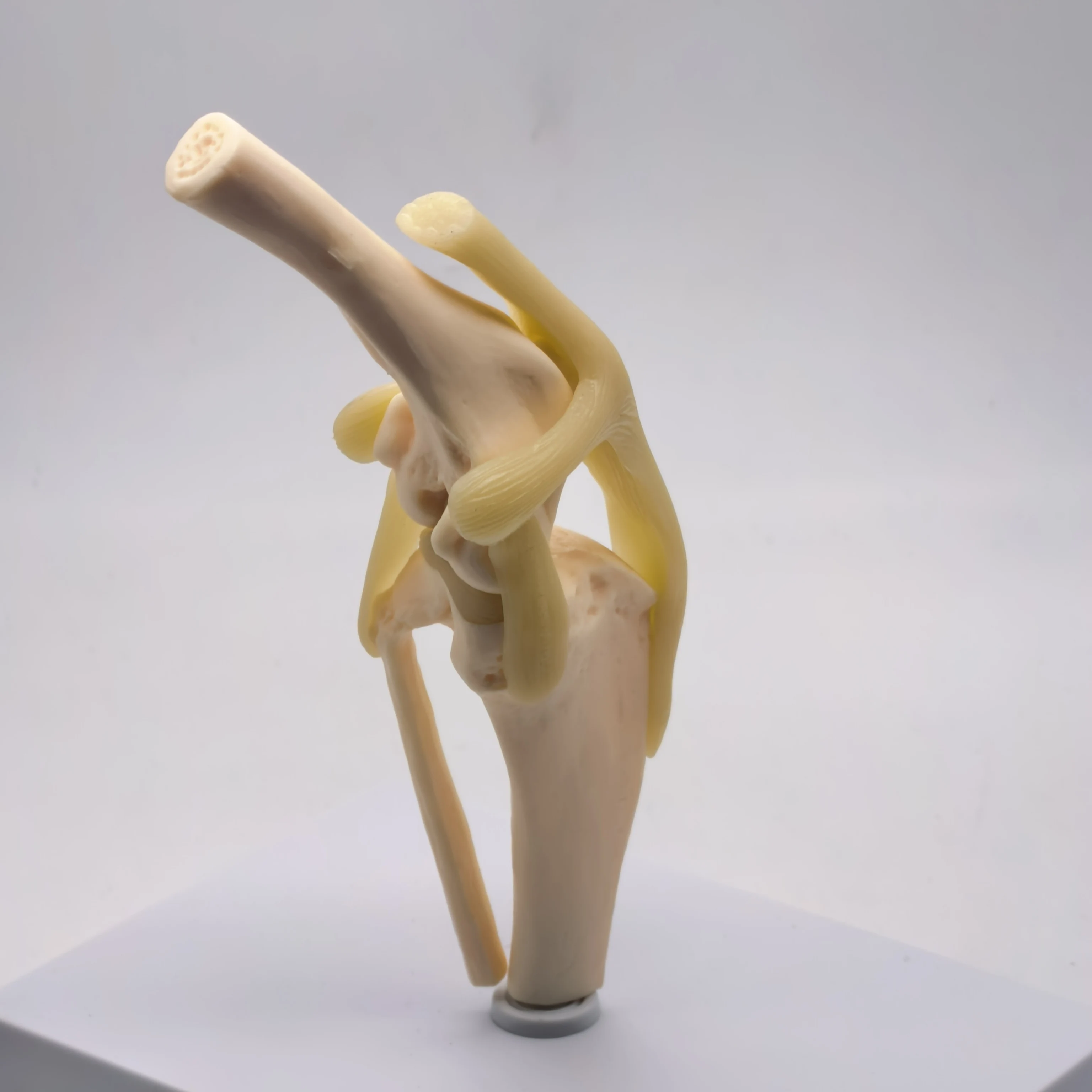 Модель коленного собаки, собачьего сустава, медицинское ветеринарное обучение, исследование, скелет, обучающее пособие для животных, образование
Модель коленного собаки, собачьего сустава, медицинское ветеринарное обучение, исследование, скелет, обучающее пособие для животных, образование