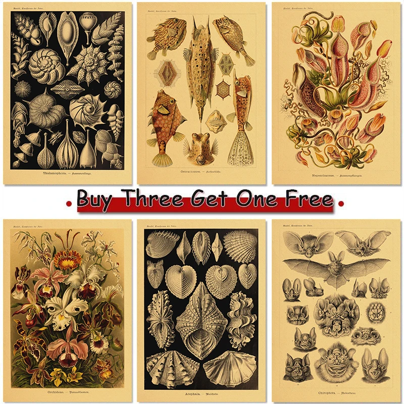 Retro shell butterfly Details Poster Vintage Kraft Paper Room Home decor Bar decoration maison Art Wall Painting
Retro shell butterfly Details Poster Vintage Kraft Paper Room Home decor Bar decoration maison Art Wall Painting