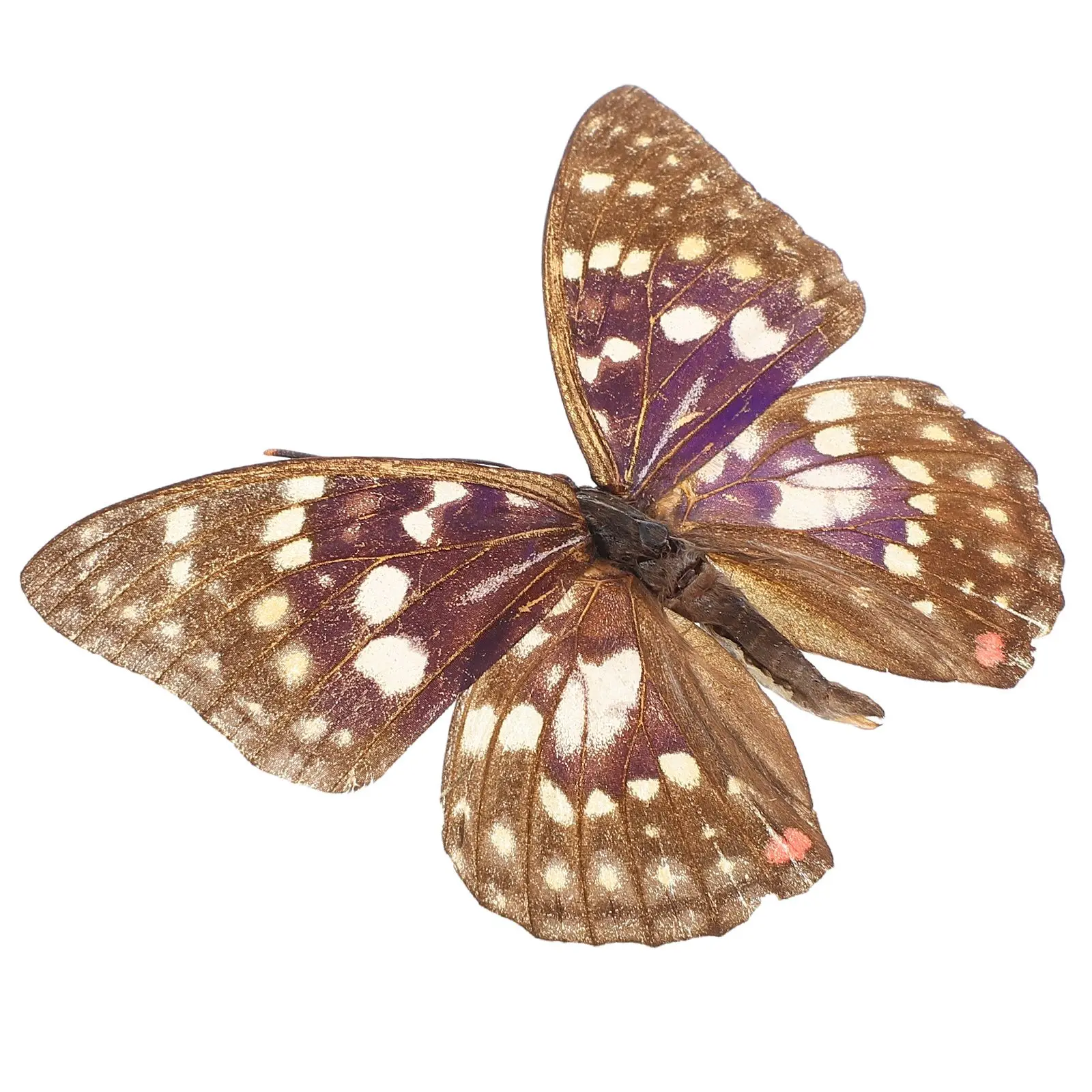 Butterfly Specimen Decor Taxidermy Framed Supplies Small Butterflies for Crafts Manual
Butterfly Specimen Decor Taxidermy Framed Supplies Small Butterflies for Crafts Manual