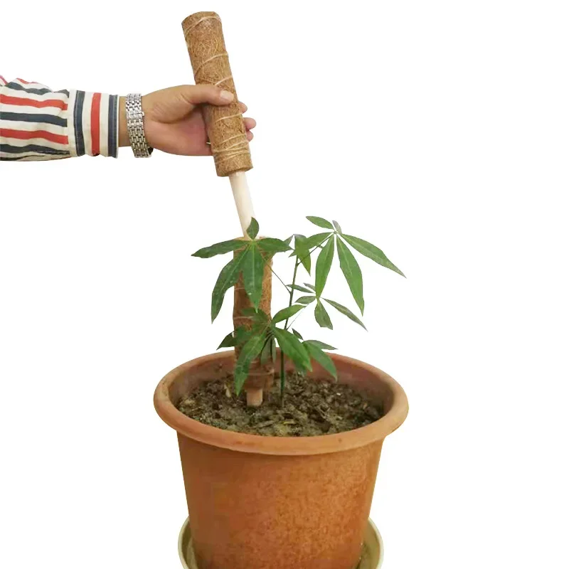Палочка Coir Moss Totem Pole для удлинения поддержки растений, для скалолазания, комнатных садовых растений 50/60 см
Палочка Coir Moss Totem Pole для удлинения поддержки растений, для скалолазания, комнатных садовых растений 50/60 см