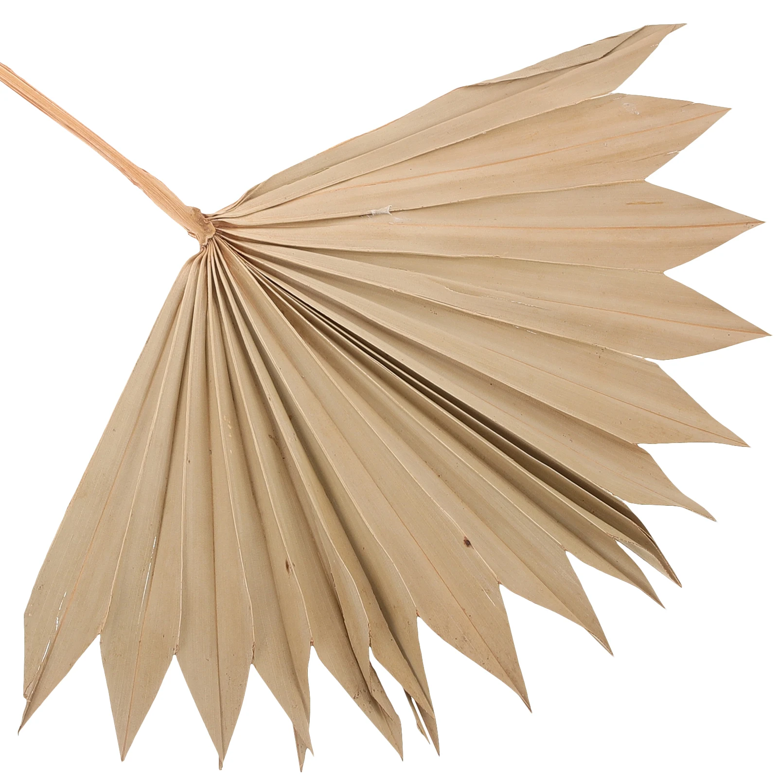 4Pcs Palm Leaf Ornament Wall Hanging Decor Dried Leaf Stems for Bohemian Living Room Bar Wedding Supply Hotel Art Vase Art
4Pcs Palm Leaf Ornament Wall Hanging Decor Dried Leaf Stems for Bohemian Living Room Bar Wedding Supply Hotel Art Vase Art