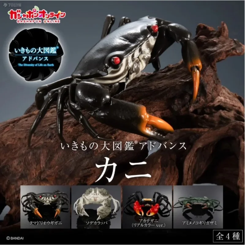 Витое яйцо Bandai, Книга с биологическими картинками, Хлеб Crab 3, Яркий групповой веерный краб цвета краба
Витое яйцо Bandai, Книга с биологическими картинками, Хлеб Crab 3, Яркий групповой веерный краб цвета краба