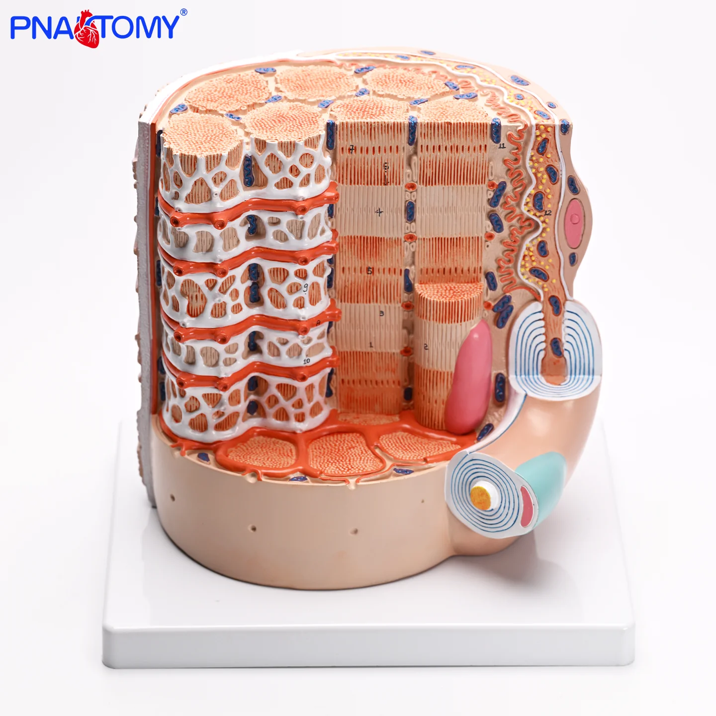 Anatomical Model of Human Skeletal Muscle Reticular Fiber Teaching Skeletal Muscle Fiber Amplification Model
Anatomical Model of Human Skeletal Muscle Reticular Fiber Teaching Skeletal Muscle Fiber Amplification Model