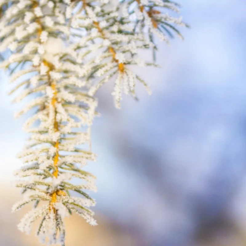 4pcs 1.0" Metal Beadlock Wheel Tire Set For 1/18 RC Crawler Car TRX4M SCX24 Upgrade Parts Accessories
4pcs 1.0" Metal Beadlock Wheel Tire Set For 1/18 RC Crawler Car TRX4M SCX24 Upgrade Parts Accessories