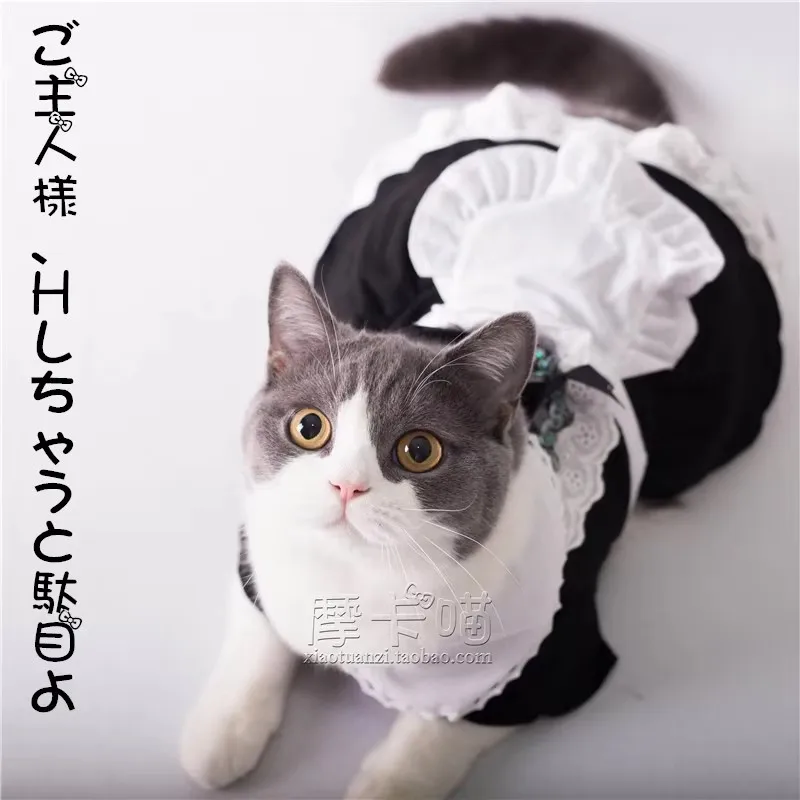 Pet sweet clothes cat clothes cat maid uniforms dress Japan Polyester cotton dress
Pet sweet clothes cat clothes cat maid uniforms dress Japan Polyester cotton dress
