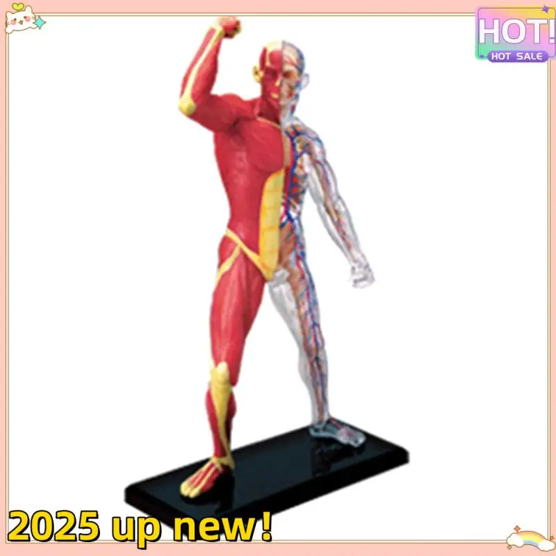 L47anew!--Torso Human Body Model Removable Parts Education Organs Model For Teaching Study Class Students
L47anew!--Torso Human Body Model Removable Parts Education Organs Model For Teaching Study Class Students