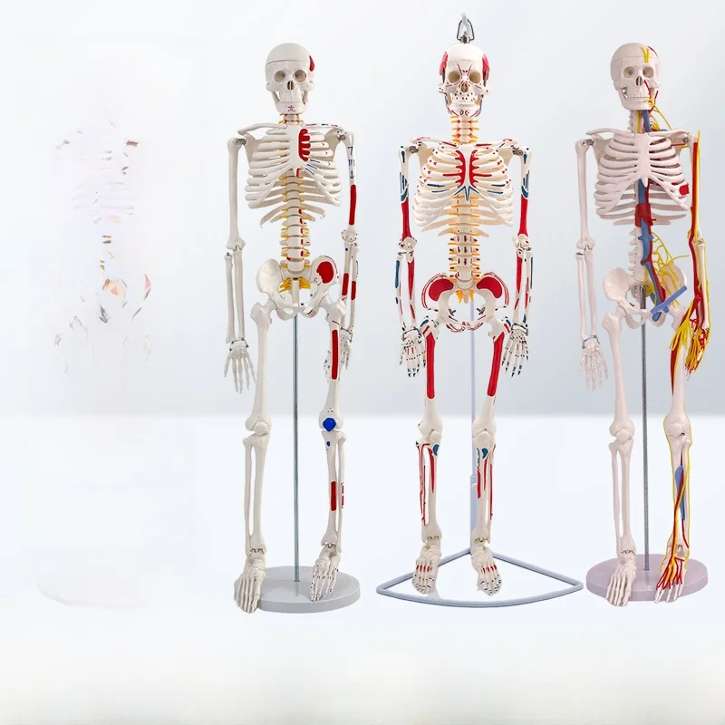 Adult Full-Body Skeleton Model Removable Medical Spine Yoga White Skull Teaching Aid Static Model Toy from Mainland China
Adult Full-Body Skeleton Model Removable Medical Spine Yoga White Skull Teaching Aid Static Model Toy from Mainland China