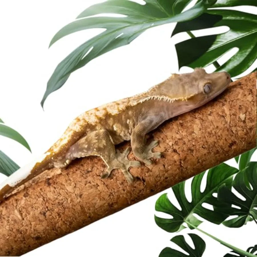 【Spot goods】Cork Branch for Reptiles 19.6" Natural Climbing Wood Sticks for Crested Geckos Tree Frogs Bearded Dragons Snakes Li
【Spot goods】Cork Branch for Reptiles 19.6" Natural Climbing Wood Sticks for Crested Geckos Tree Frogs Bearded Dragons Snakes Li
