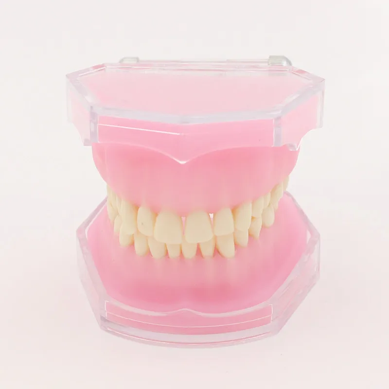 Dental Study Teaching Model Standard Model Removable Teeth Soft Gum ADULT TYPODONT Model
Dental Study Teaching Model Standard Model Removable Teeth Soft Gum ADULT TYPODONT Model