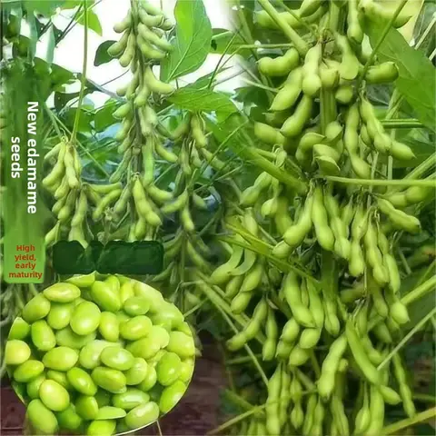 Early Maturing Large Pod Edamame Seeds High eld Sea Early Maturi Large Pod Edamame Seeds High eld Sea