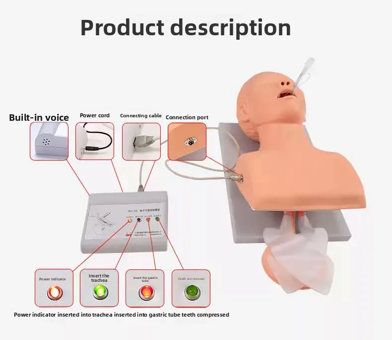Intubation dummy study teaching model Airway management PVC trainer with teeth Adult first aid training tudy teaching model
Intubation dummy study teaching model Airway management PVC trainer with teeth Adult first aid training tudy teaching model