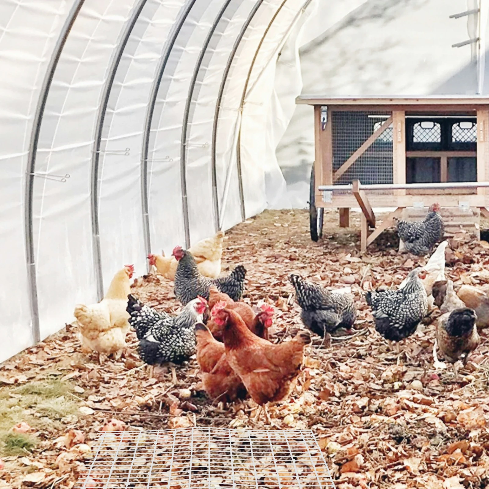 Chicken Duck Coop Bottom Net 60x40.5cm Cage Mats Foot Pads Nesting Mesh Soft Comfortable Anti Slip Design Suitable For Small
Chicken Duck Coop Bottom Net 60x40.5cm Cage Mats Foot Pads Nesting Mesh Soft Comfortable Anti Slip Design Suitable For Small