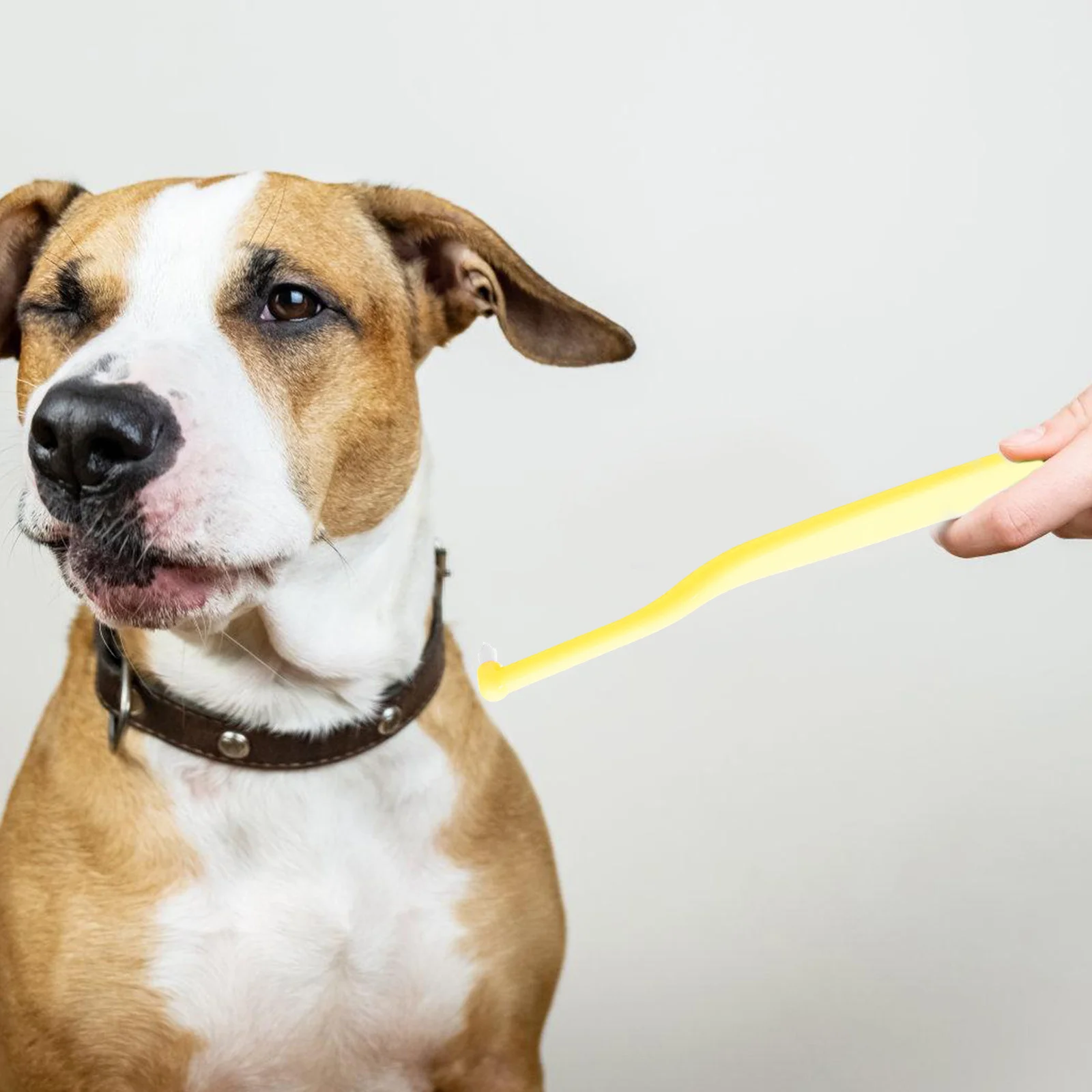 Pointed Head Pet Toothbrush Soft Bristles Small Dogs Cats Puppy Kitten Oral Care Training Small Breed Teeth Cleaning Brush
Pointed Head Pet Toothbrush Soft Bristles Small Dogs Cats Puppy Kitten Oral Care Training Small Breed Teeth Cleaning Brush