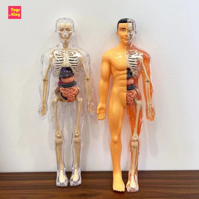 3D Mannequin DIY Human Skeleton Body Torso Model Educational Assembly Learning Kids Toys Anatomy Organ structure Teaching Tool
3D Mannequin DIY Human Skeleton Body Torso Model Educational Assembly Learning Kids Toys Anatomy Organ structure Teaching Tool