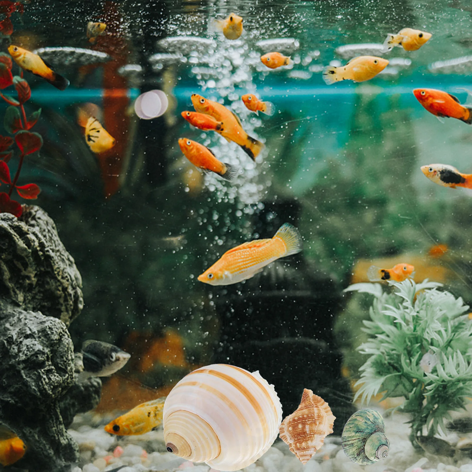 12Pcs Natural Shell Conch Fish Tank Decoration Seashell Aquarium Landscaping Ornament Safe for Aquatic Pets Conch Ornament
12Pcs Natural Shell Conch Fish Tank Decoration Seashell Aquarium Landscaping Ornament Safe for Aquatic Pets Conch Ornament