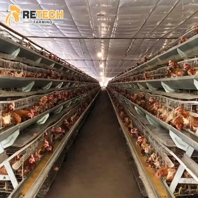 Retech Battery Cages for Farming Laying Hens China Factory Price Sell in Algeria
Retech Battery Cages for Farming Laying Hens China Factory Price Sell in Algeria