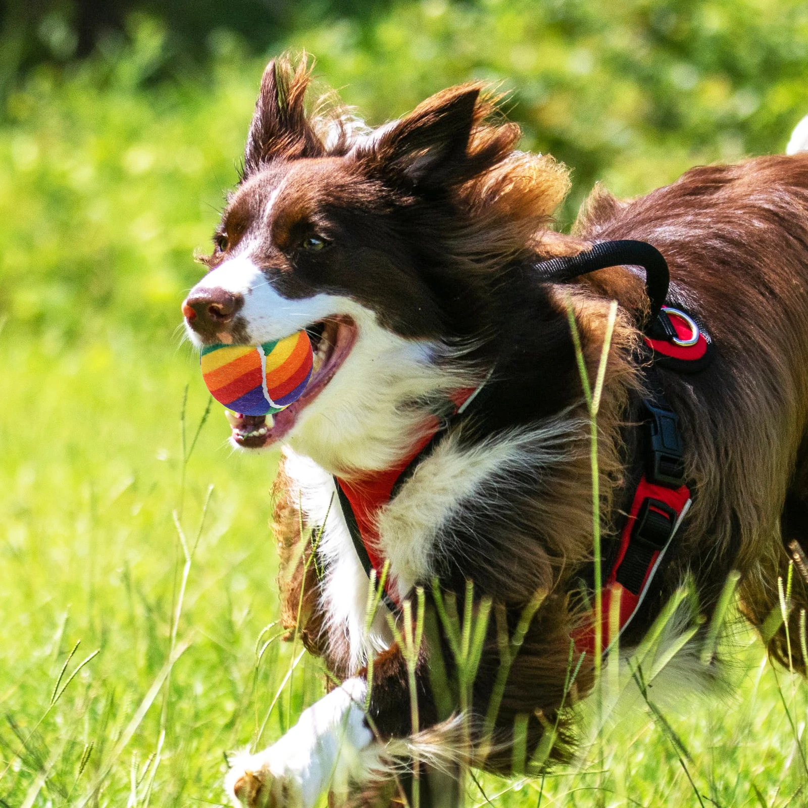 3 PCS Rainbow Tennis Colored Rubber Balls Mini Exercise and Fun Toy Training Beginner Elastic Playful Colorful
3 PCS Rainbow Tennis Colored Rubber Balls Mini Exercise and Fun Toy Training Beginner Elastic Playful Colorful