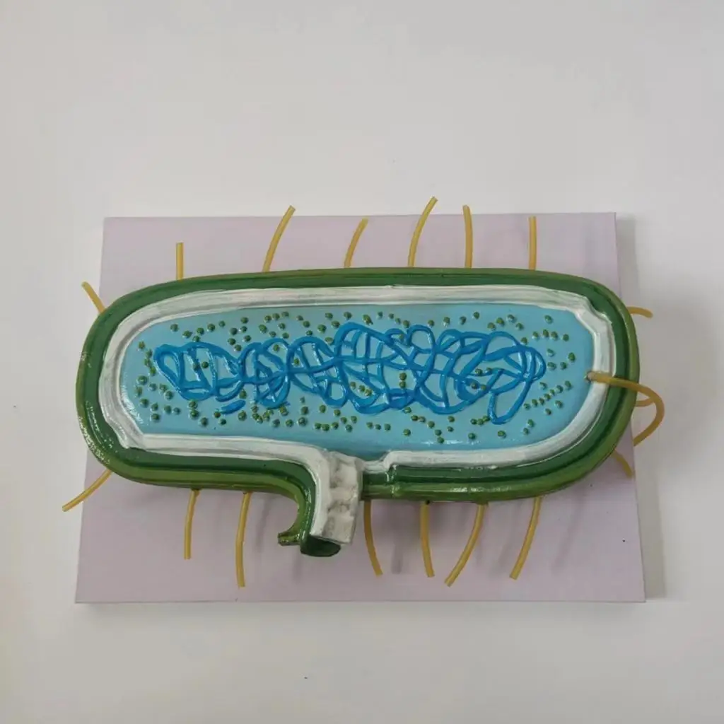 Анатомическая модель, увеличенная биологическая модель, цитоплазм ребосомы, прокарётические бактерии, показывает стену для студентов
Анатомическая модель, увеличенная биологическая модель, цитоплазм ребосомы, прокарётические бактерии, показывает стену для студентов