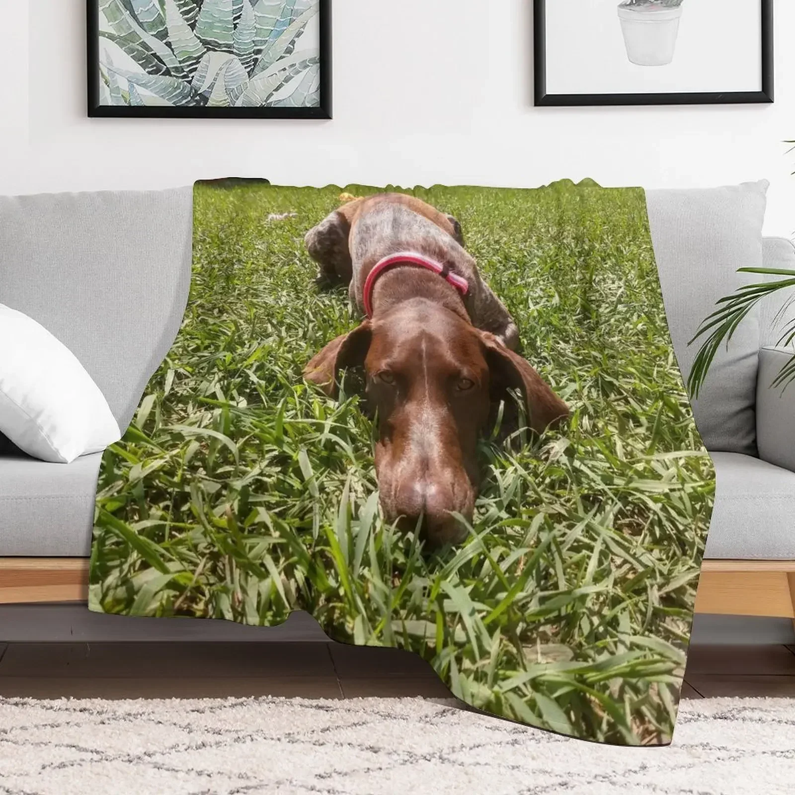 Summer Days with a Sharp-eyed Companion: A German Shorthair Pointer on the Hunt Throw Blanket Plaid Hair Furrys Picnic Blankets
Summer Days with a Sharp-eyed Companion: A German Shorthair Pointer on the Hunt Throw Blanket Plaid Hair Furrys Picnic Blankets