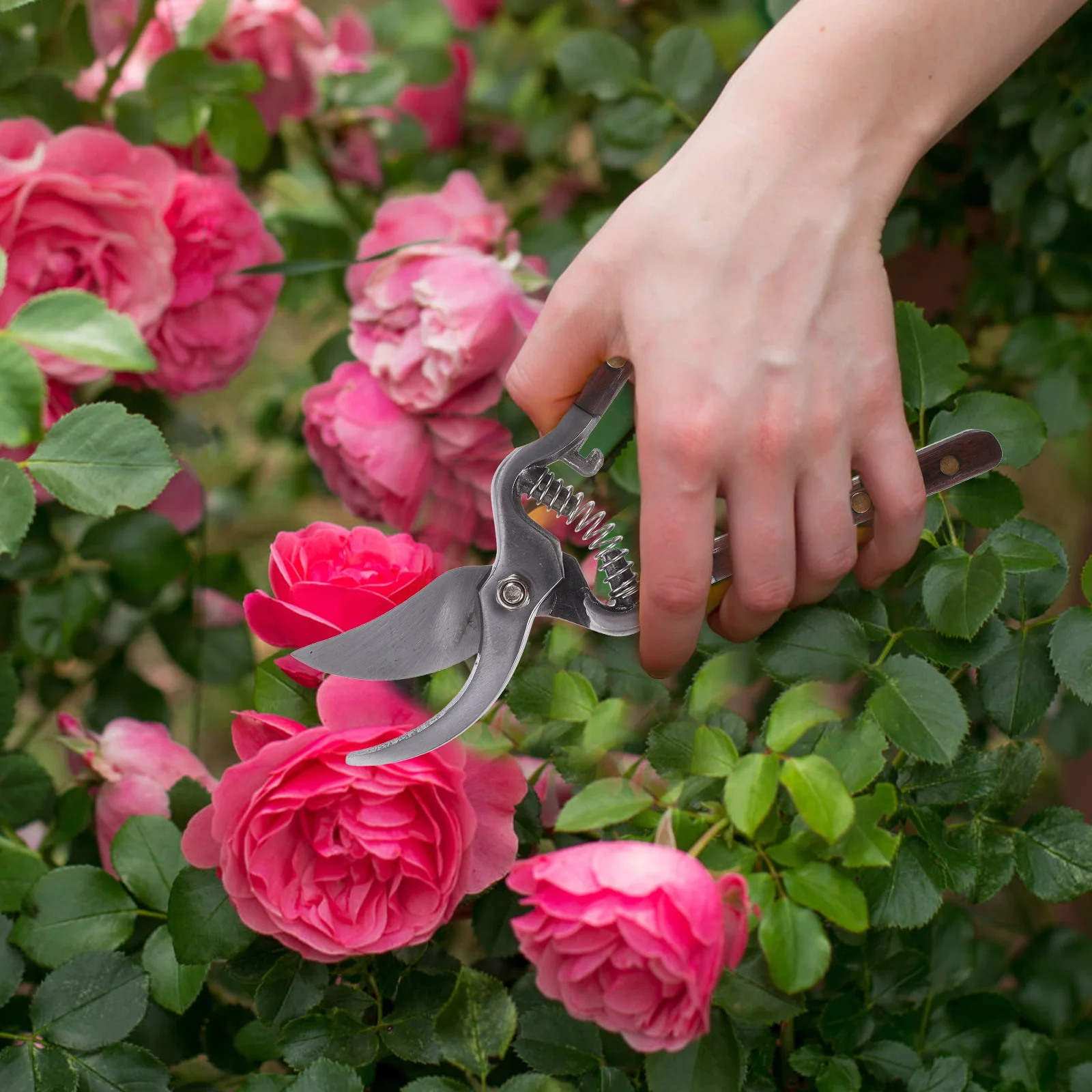 1Pcs Durable Carbon Steel Pruning Shears Practical Garden Tool Tree Branch Trimming Professional Hand Pruner Pruning Shears
1Pcs Durable Carbon Steel Pruning Shears Practical Garden Tool Tree Branch Trimming Professional Hand Pruner Pruning Shears