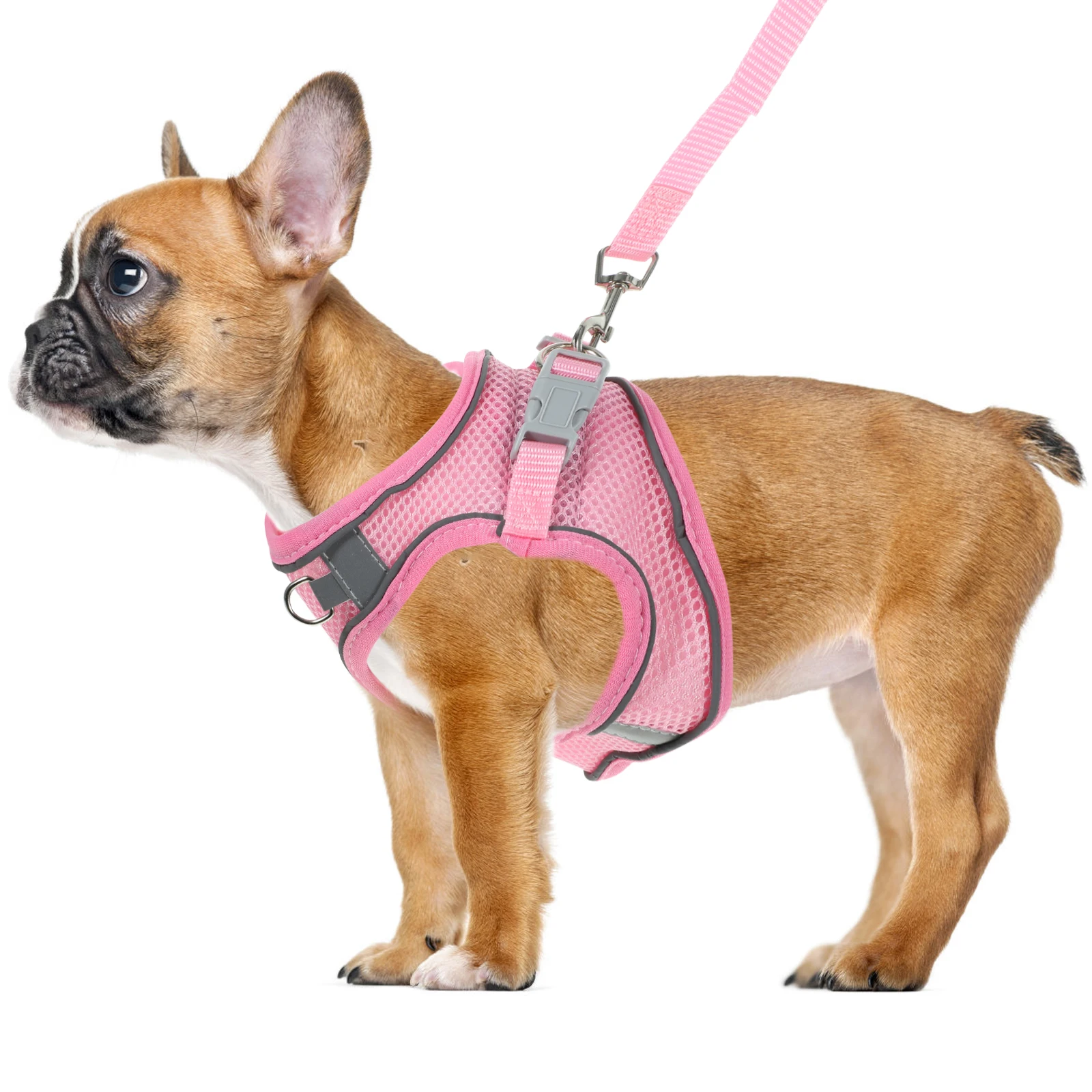 Reflective Pet for Dogs Lightweight Breathable Training Leash Durable Comfortable Outdoor Walking Small XXS Red Blue Green Dog 
Reflective Pet for Dogs Lightweight Breathable Training Leash Durable Comfortable Outdoor Walking Small XXS Red Blue Green Dog
