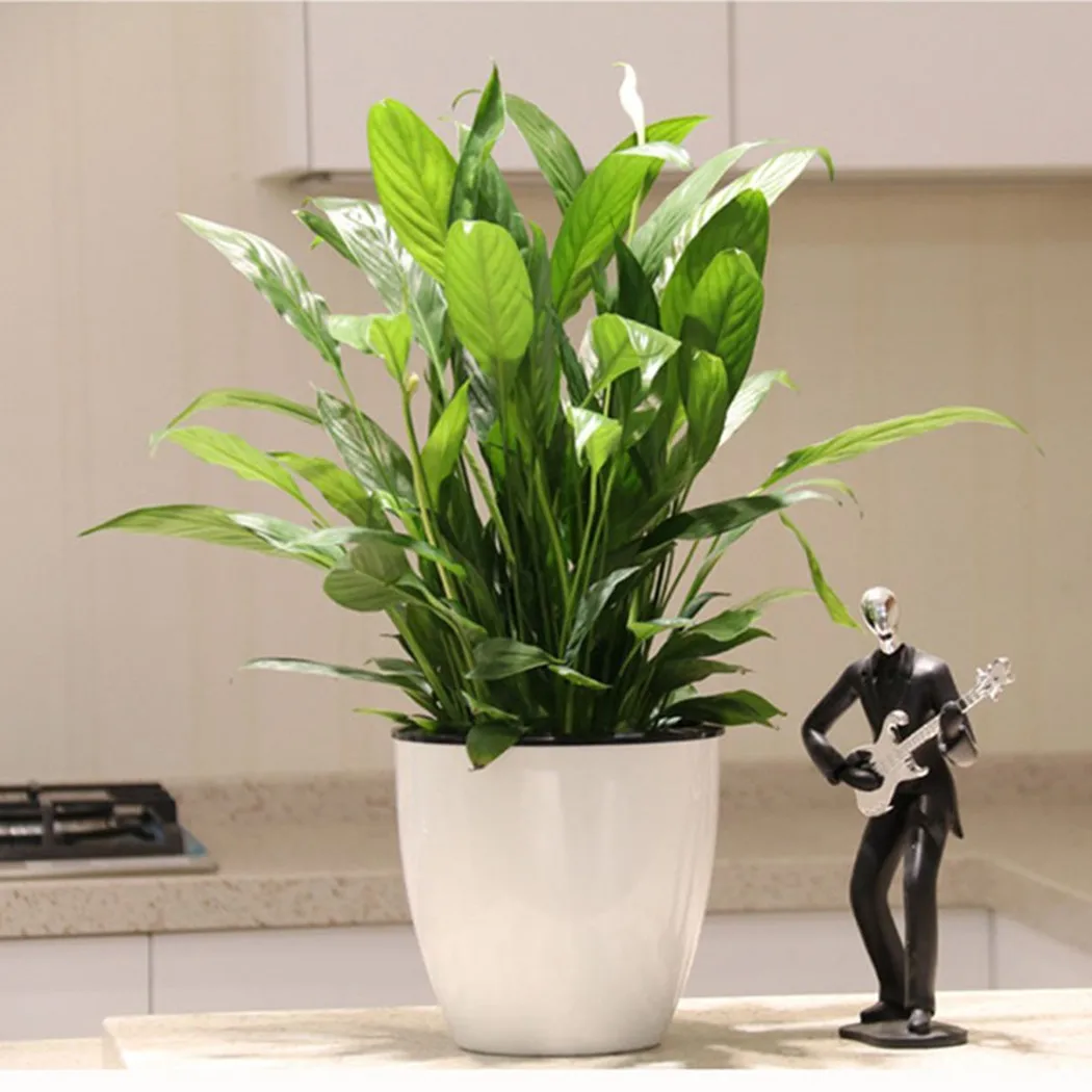 Automatic Water Absorbing Lazy Flower Pot Flowerpot Plastic Self Watering Pot For Soil Planting Or Hydroponic
Automatic Water Absorbing Lazy Flower Pot Flowerpot Plastic Self Watering Pot For Soil Planting Or Hydroponic