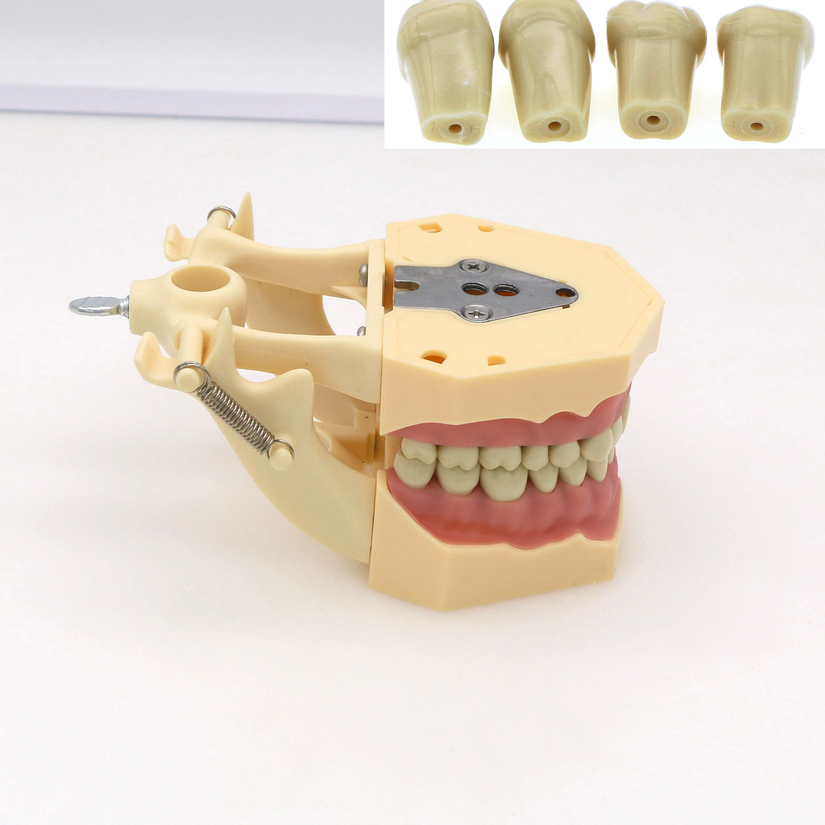 Typodont Model With 32 Removable Screw Teeth Soft Gum fit Frasaco AG3 Dental Student Preclinical Practice Tooth Model
Typodont Model With 32 Removable Screw Teeth Soft Gum fit Frasaco AG3 Dental Student Preclinical Practice Tooth Model