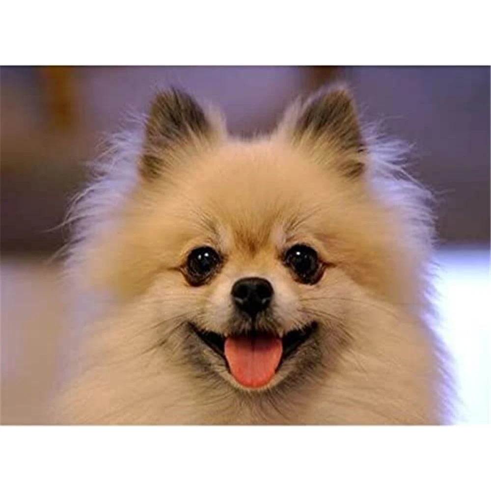 Animal Dog Pomeranian DIY Cross Stitch 11CT Embroidery Kits Needlework Craft Set Cotton Thread Printed Canvas Home Sell
Animal Dog Pomeranian DIY Cross Stitch 11CT Embroidery Kits Needlework Craft Set Cotton Thread Printed Canvas Home Sell