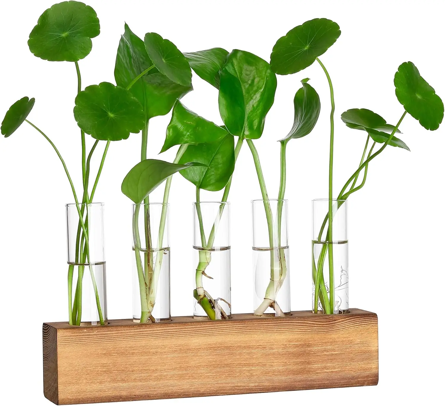 Propagation Station with Wooden Stand, 5 Glass Test Tubes, Home Office Decor, Gift for Plant Lovers
Propagation Station with Wooden Stand, 5 Glass Test Tubes, Home Office Decor, Gift for Plant Lovers