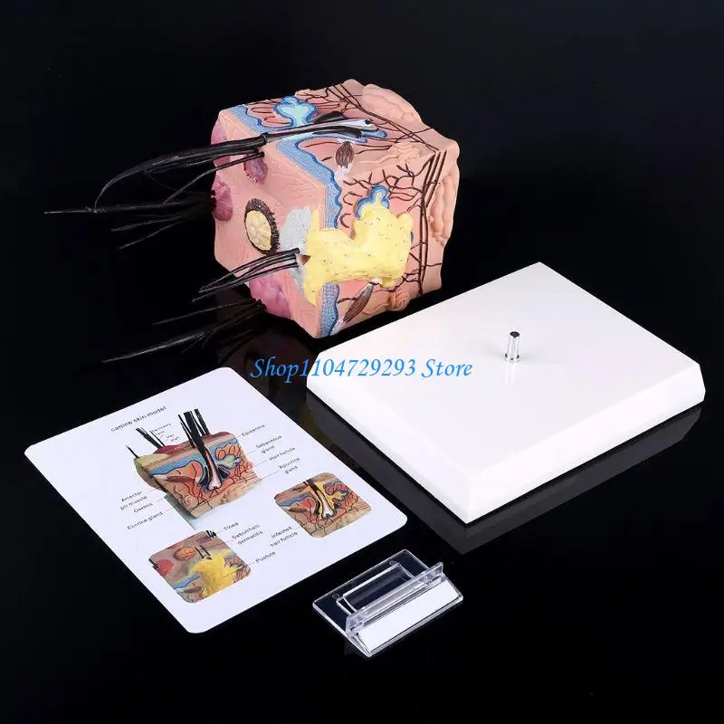 Y2GD Sick Dog Canine Skin Anatomical Model Veterinary Vet Anatomy Display Teaching Research
Y2GD Sick Dog Canine Skin Anatomical Model Veterinary Vet Anatomy Display Teaching Research
