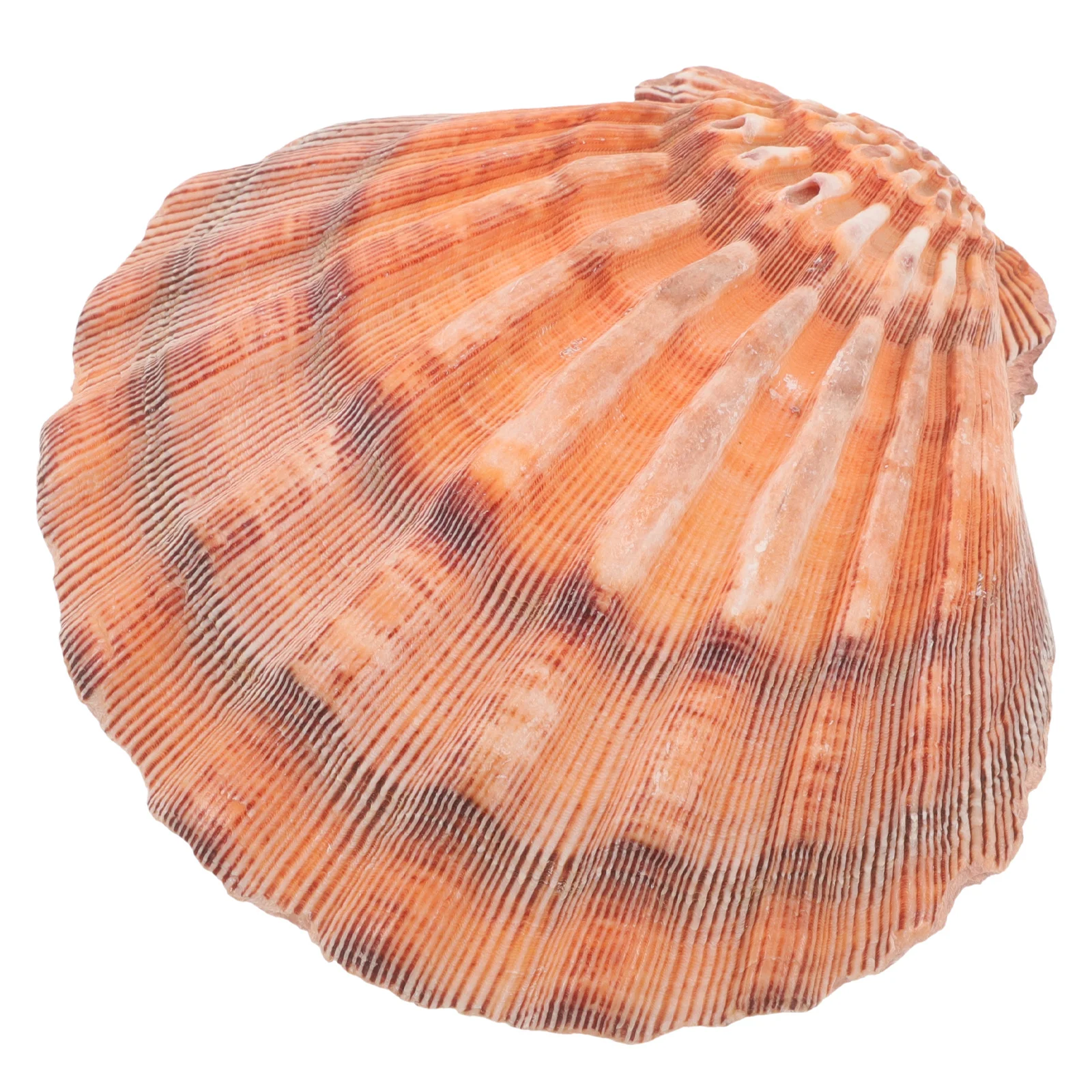 Large Natural Seashell Jewelry Tray Fan Scallop Design for Ring Earring Necklace Organizer Desktop Decor Trinket Dish Storage
Large Natural Seashell Jewelry Tray Fan Scallop Design for Ring Earring Necklace Organizer Desktop Decor Trinket Dish Storage