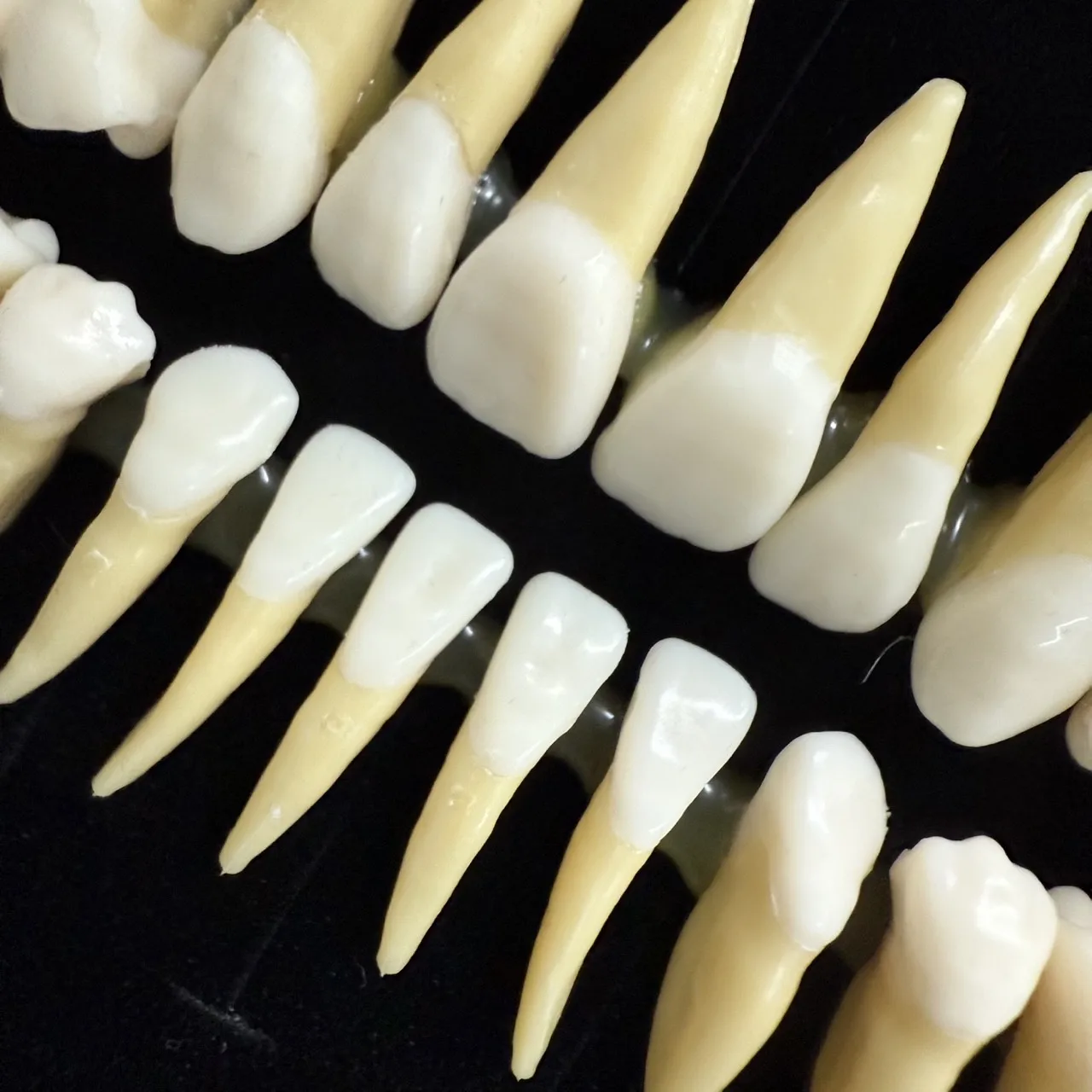 1:1 Dental Dentist Practice Product Double Color Teeth Model Dental Demonstration Permanent 32 Teeth Teach Study Model
1:1 Dental Dentist Practice Product Double Color Teeth Model Dental Demonstration Permanent 32 Teeth Teach Study Model