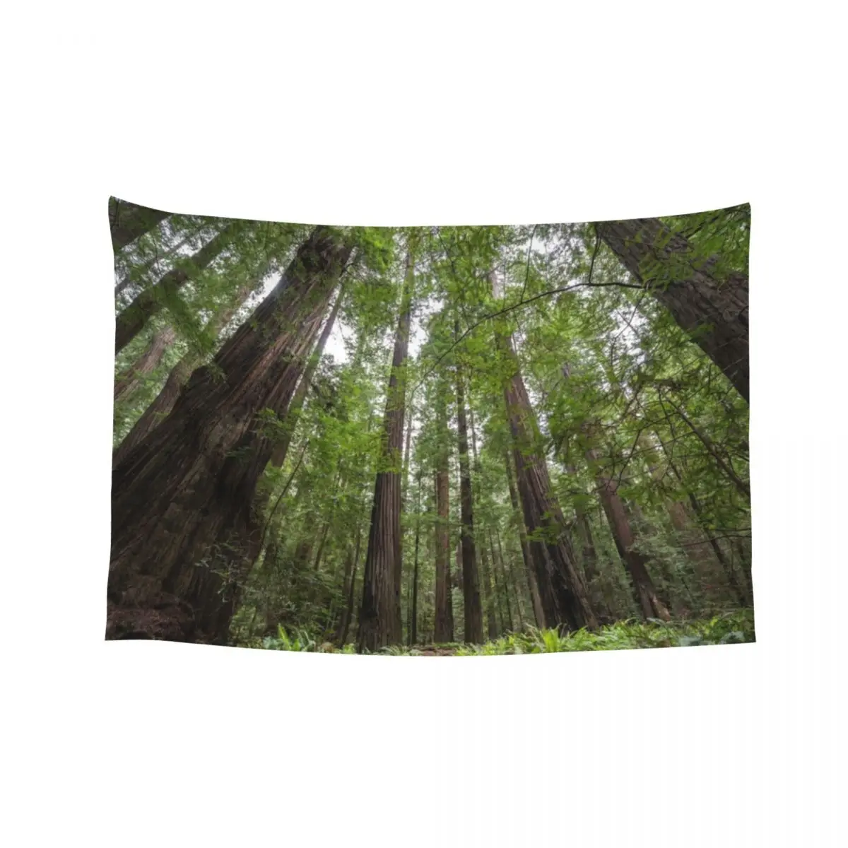 Redwoods Tapestry Room Decoration Korean Style Aesthetic Room Decor Korean Carpet On The Wall Room Decorator Tapestry
Redwoods Tapestry Room Decoration Korean Style Aesthetic Room Decor Korean Carpet On The Wall Room Decorator Tapestry