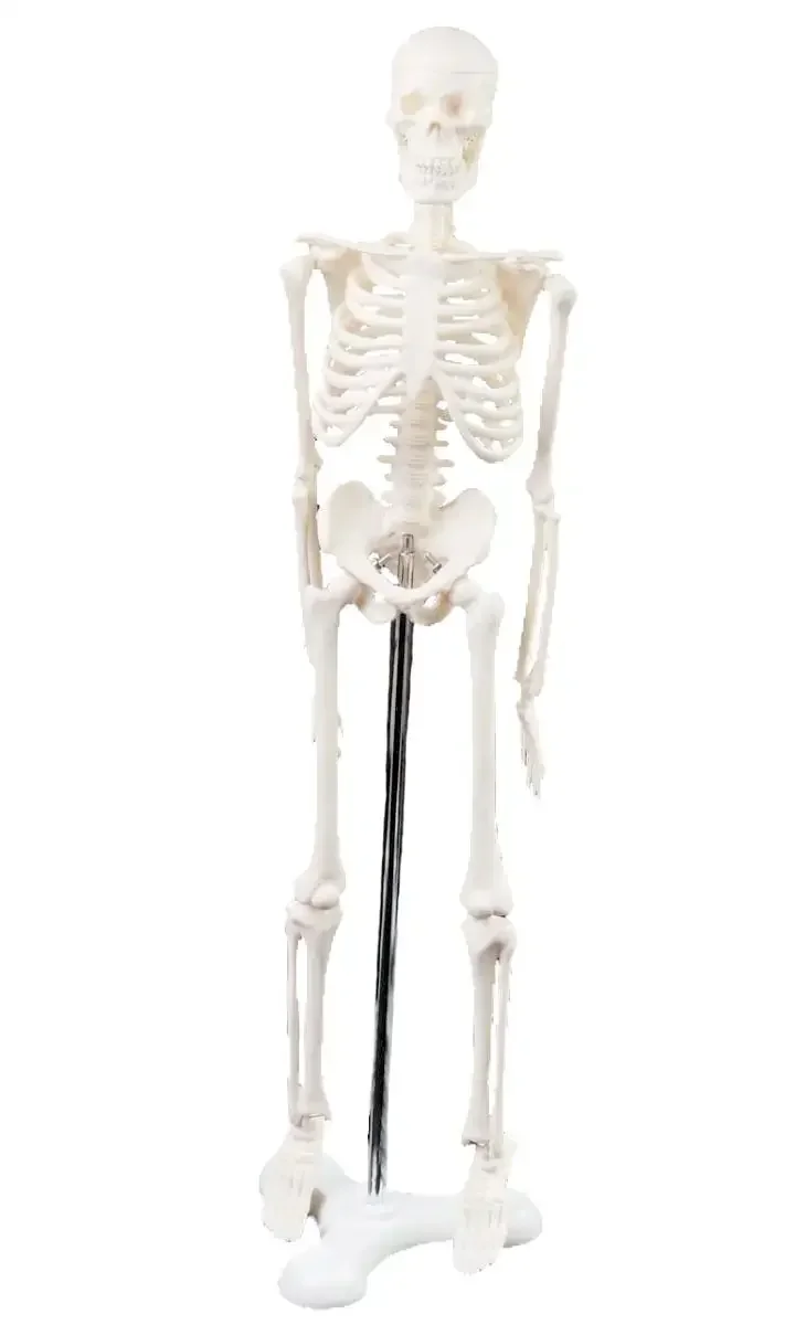 45CM Human Anatomical Anatomy Skeleton Model Medical Poster Medical Learn Aid Teaching Aid Education
45CM Human Anatomical Anatomy Skeleton Model Medical Poster Medical Learn Aid Teaching Aid Education
