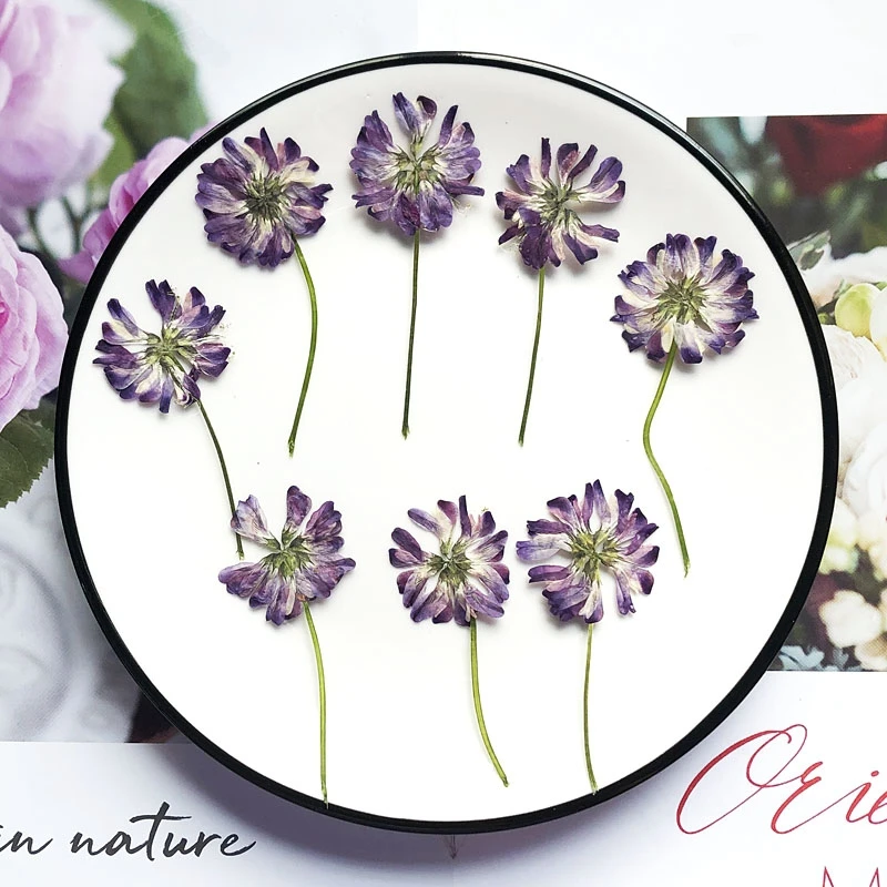 Pressed Dried Astragalus sinicus Flower Herbarium For Jewelry Postcard Bookmark Phone Case Photo Frame Lamp Fan Card DIY
Pressed Dried Astragalus sinicus Flower Herbarium For Jewelry Postcard Bookmark Phone Case Photo Frame Lamp Fan Card DIY