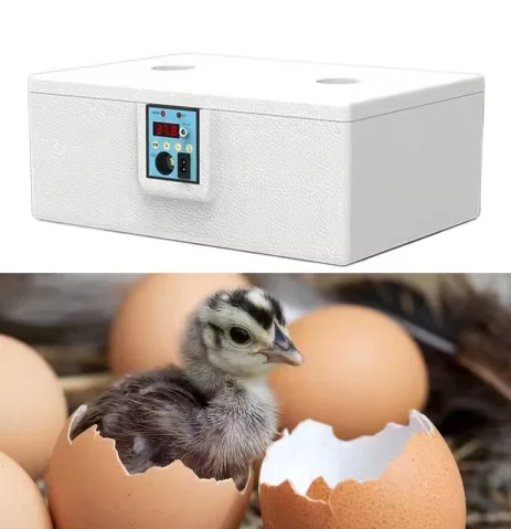 10/15PCS Waterbed Egg Incubator with Digital Display Foam Insulation Smart Incubator for Chickens Ducks and Quails chicken coop
10/15PCS Waterbed Egg Incubator with Digital Display Foam Insulation Smart Incubator for Chickens Ducks and Quails chicken coop