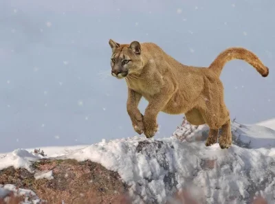 2.2 Inch RC Crawler Wheels and Tires Set for 1/8 Scale Truck, Metal Beadlock Wheels with Off-Road Tires (4PCS)
2.2 Inch RC Crawler Wheels and Tires Set for 1/8 Scale Truck, Metal Beadlock Wheels with Off-Road Tires (4PCS)