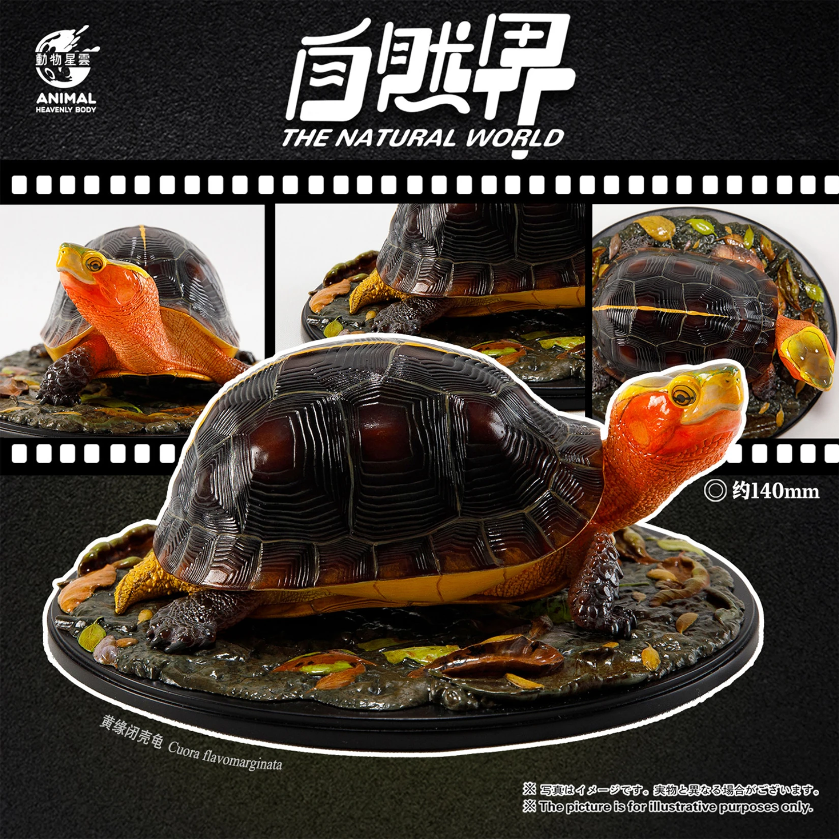 Animal Heavenly Body Studio The Natural World No.4 Yellow-margined Box Turtle Model Cuora Flavomarginata Animal Scene Decoration
Animal Heavenly Body Studio The Natural World No.4 Yellow-margined Box Turtle Model Cuora Flavomarginata Animal Scene Decoration