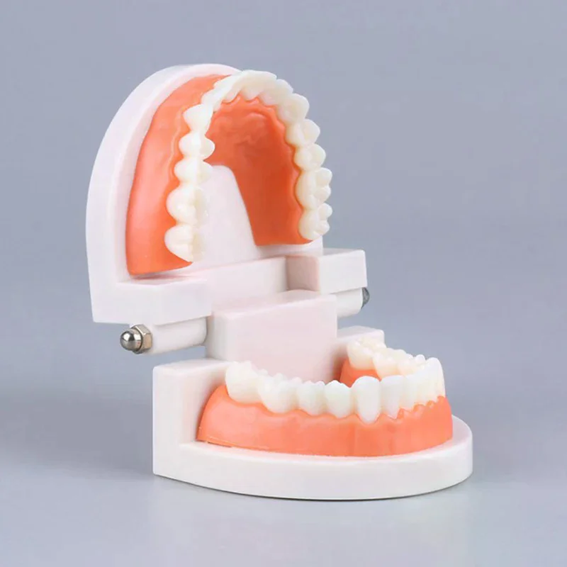 Adult Standard Typodont Teeth Model Denture Demonstration Mold Dental Teaching Display Washable Study Tool
Adult Standard Typodont Teeth Model Denture Demonstration Mold Dental Teaching Display Washable Study Tool