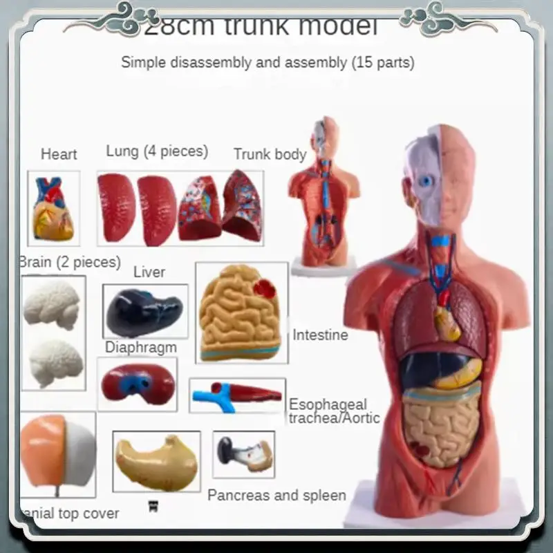 Premium Torso Mannequin Anatomy Doll 15 Removable Parts Educational Organ Model Human Internal Organ Anatomy Model
Premium Torso Mannequin Anatomy Doll 15 Removable Parts Educational Organ Model Human Internal Organ Anatomy Model