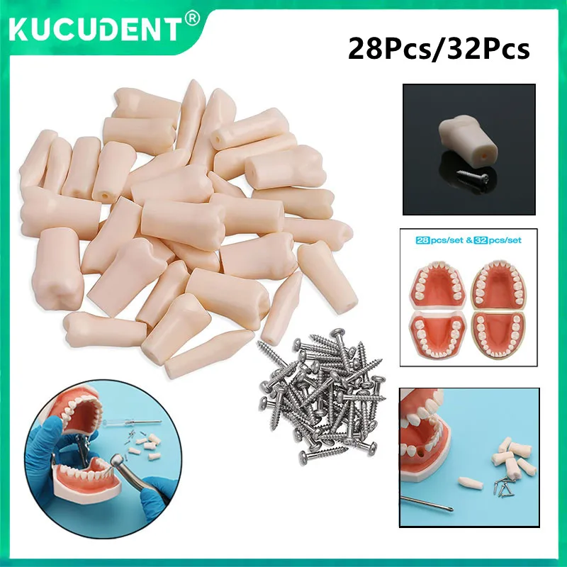 28/32pcs Dental Typodont Teeth Model Removable Individual Screw-in Resin Denture Practice Tooth for Nissin Dentist Teaching Kit
28/32pcs Dental Typodont Teeth Model Removable Individual Screw-in Resin Denture Practice Tooth for Nissin Dentist Teaching Kit
