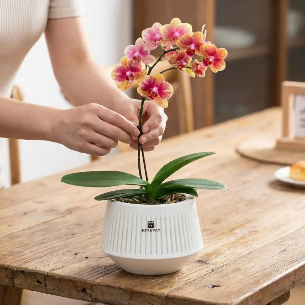 Split Type Meshpot Orchid Pot Moisturizing Thickening Resin Flower Pot With Holes Butterfly Orchid Flowerpot Bonsai Planting
Split Type Meshpot Orchid Pot Moisturizing Thickening Resin Flower Pot With Holes Butterfly Orchid Flowerpot Bonsai Planting