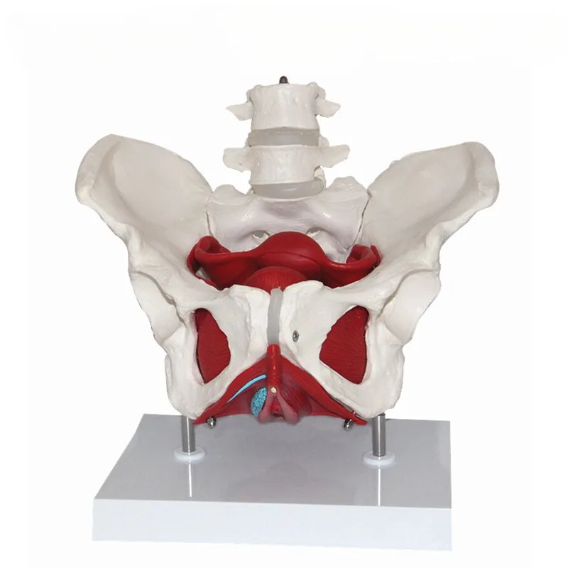 Человеческая женщина, анатомические мышцы тазового дна, поясничная матка, таз, пород рождения, акушерство, медицинская наука, обучение, анатомическая модель
Человеческая женщина, анатомические мышцы тазового дна, поясничная матка, таз, пород рождения, акушерство, медицинская наука, обучение, анатомическая модель
