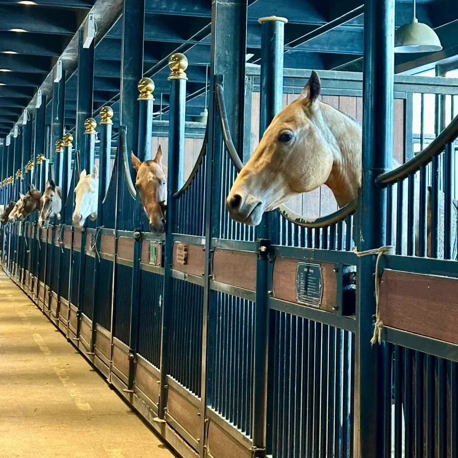 Hot sale Steel Frame Horse Stable with Stylish Design Front Door Sale on Horse Stables
Hot sale Steel Frame Horse Stable with Stylish Design Front Door Sale on Horse Stables