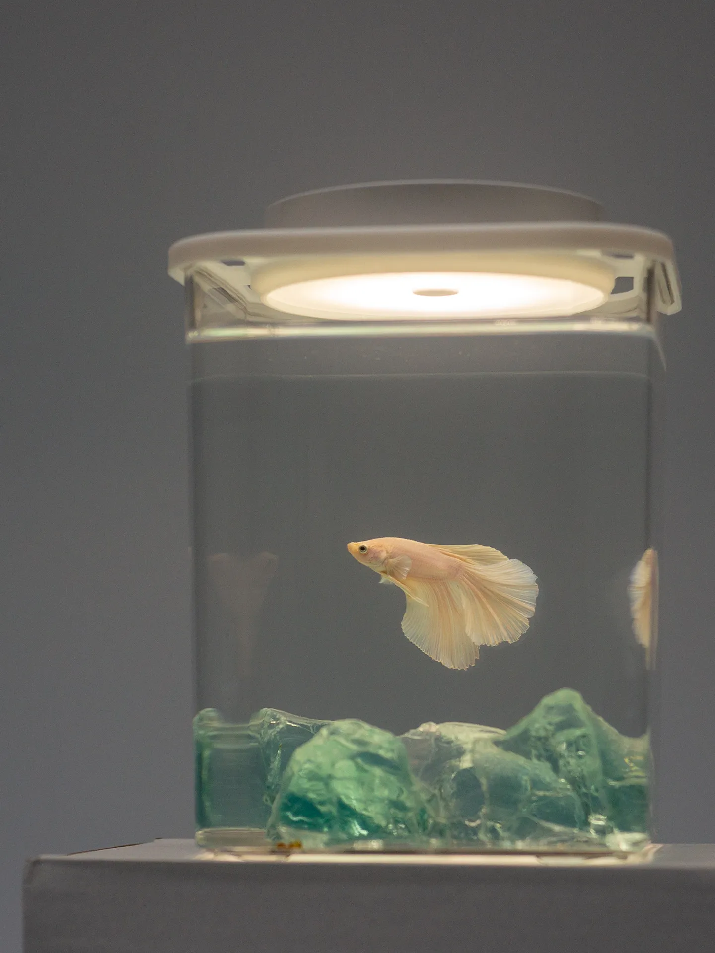 Настольный ландшафтный дизайн, украшение для аквариума, зарядная лампа для аквариума Douyu
Настольный ландшафтный дизайн, украшение для аквариума, зарядная лампа для аквариума Douyu